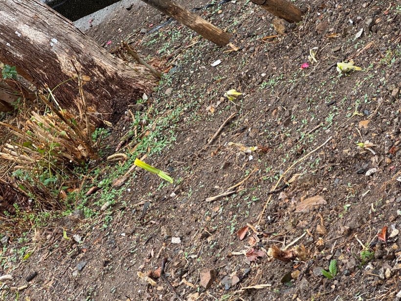 植物を植っている